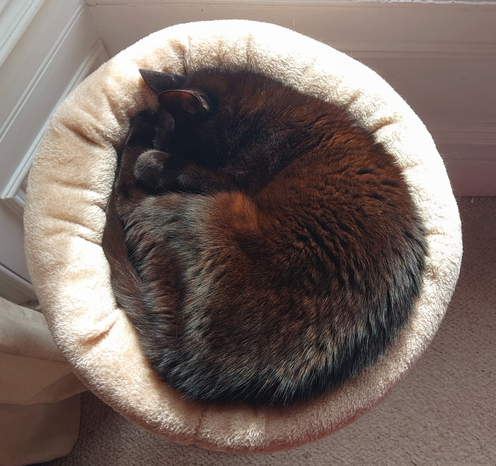 A black cat sleeping